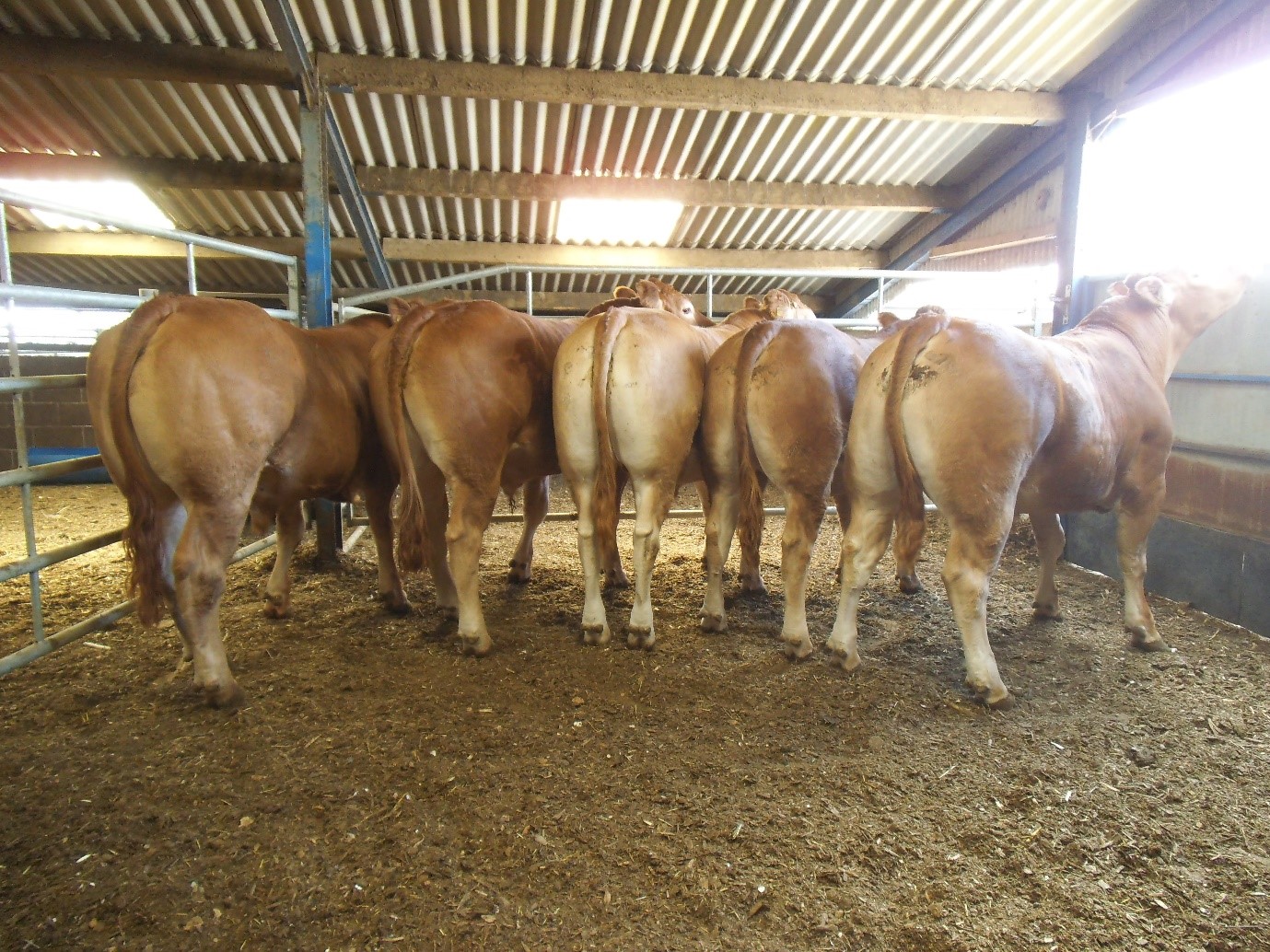 LFU's & AFU's What are they and Why are they needed? TB Advisory Service